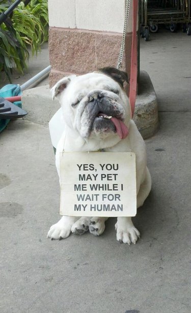 Bulldog wearing sign that read "Yes, you may pet me while I wait for my human."