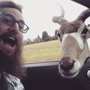 goat takes selfie with man