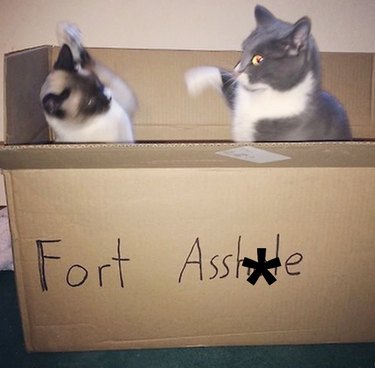 Cats fighting in cardboard box that