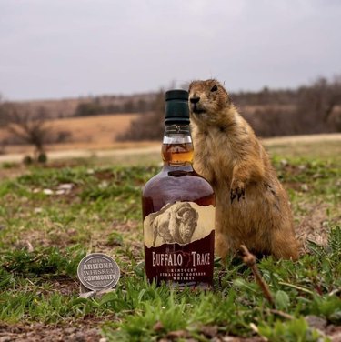prairie dog photobombs bottle of bourbon
