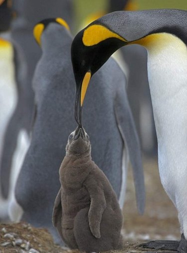 dad penguin feeds baby penguin