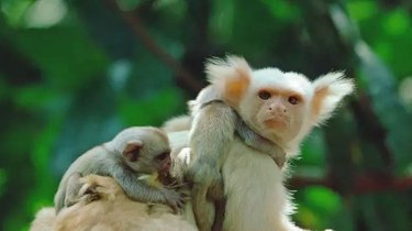 baby monkeys hanging on back of bigger monkey