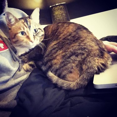 cat cuddling on man's chest