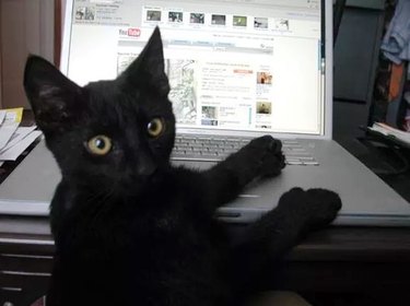 cat on laptop