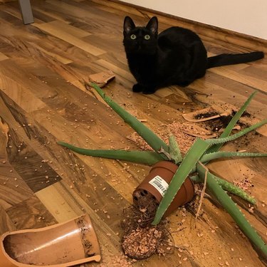 cat knocks over plant