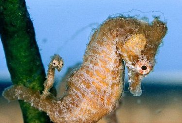 Seahorse with baby seahorse.