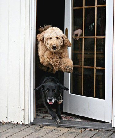 excited dogs shoot out of open door