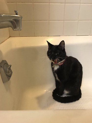 cat screaming at water droplets