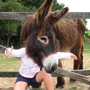 donkey photobomb