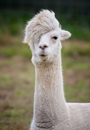 llama with a new wave hair cut and earring