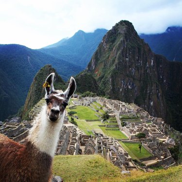 llama photobombs picture of Machu Picchu