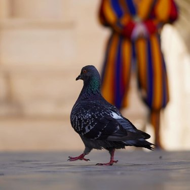 pigeon photobombs man's photo at the Vatican