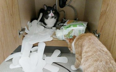 cats open up box of tampons