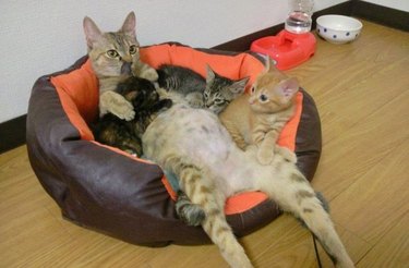cat dad cuddles with kittens in cat bed