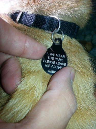 Cat's tag that says, "I live near the park. Please leave me alone."