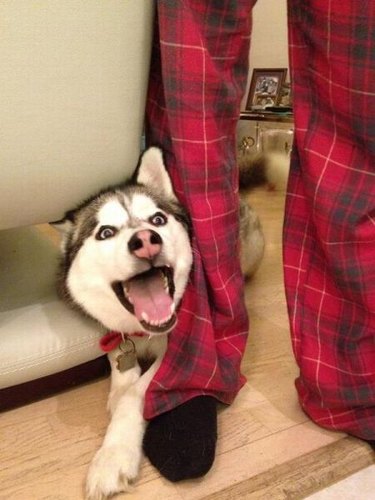 dog excited to go on walk