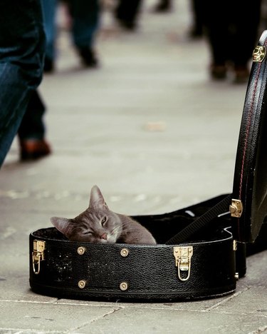 cat sleeping in guitar case