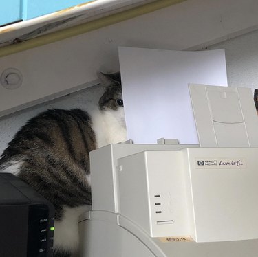 Cat glares behind a printer with their face partially covered by a piece of paper.