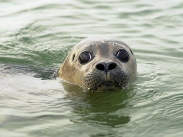 nervous seal