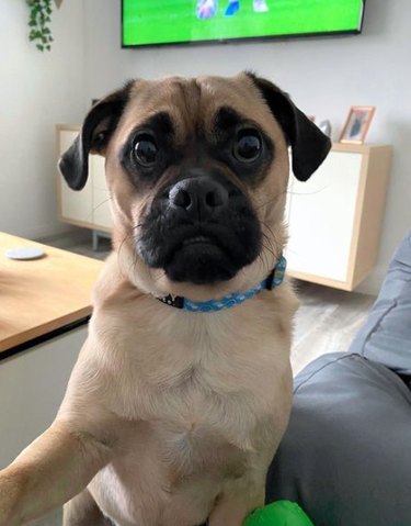 Photo of a Puggle dog sitting in front of the camera and staring intently into it. Its ears are forward, its eyes are large, and it is reaching a paw out off-camera.