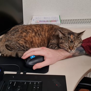 cat sitting on person's hand