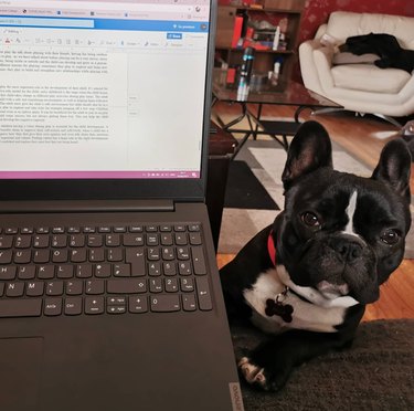 Photo of an open laptop resting on a person's leg. A French Bulldog pokes its head around the right side of the laptop.