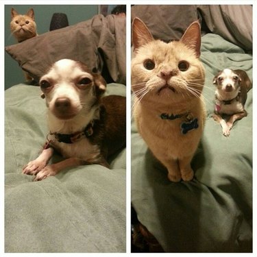 cat and dog take turns photobombing each other