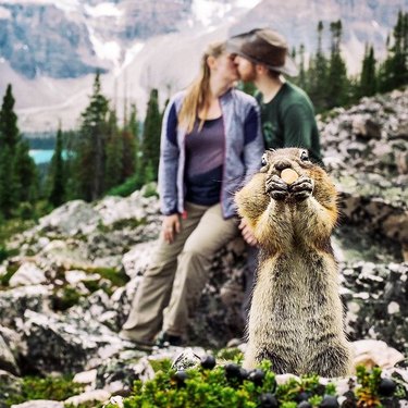 squirrel photobombs couple's engagement photo