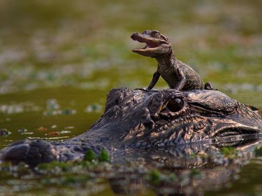 little alligator riding on bigger alligator