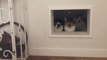 cats watching person in bathroom