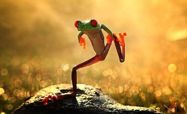 frog doing a dance