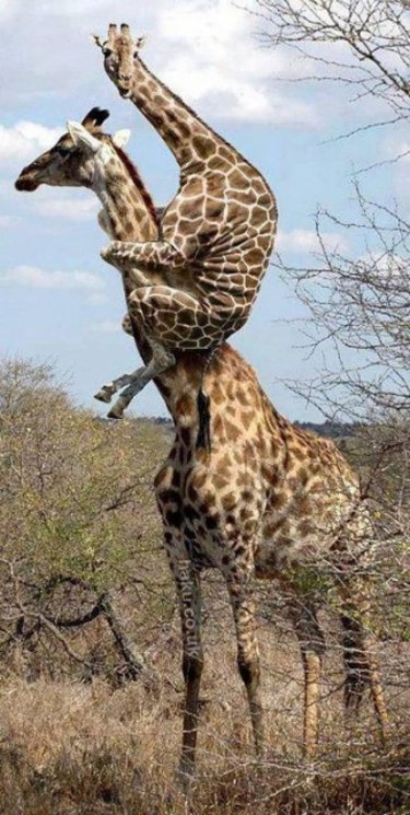 baby giraffe clinging to mom giraffe