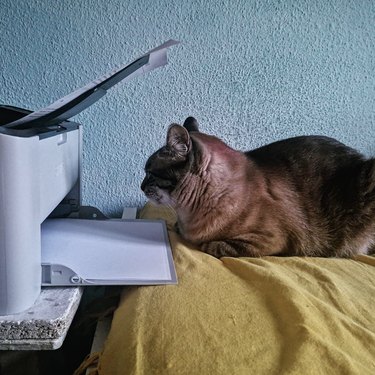 Cat sitting on a bed with their head in profile and facing the opening of a printer.
