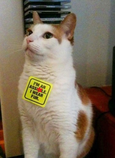 Cat with PETA sticker saying "I'm an asshole. I wear fur."