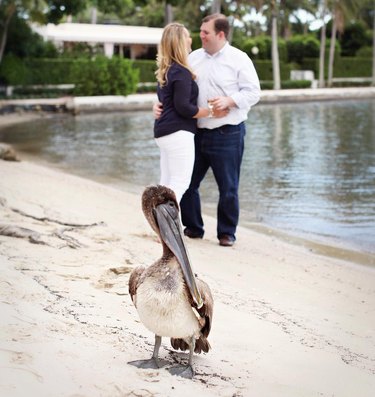 pelican photobombs couple