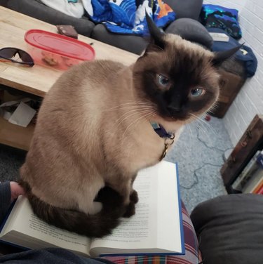 cat sitting on open book