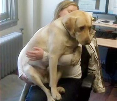 scared dog sitting in woman's lap