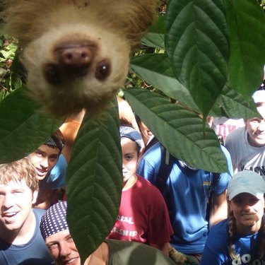 sloth photobombs tourists