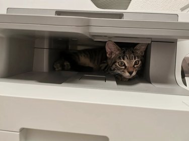 Small kitten inside the opening of a 3D printer.