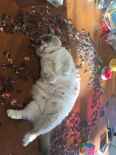 cat sitting on puzzle pieces