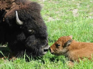 dad buffalo mentors buffalo son