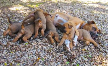 tired dog mom nursing puppies