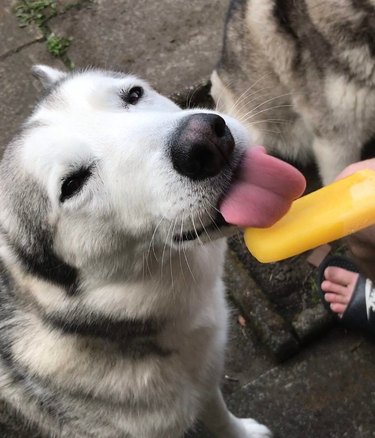 husky dog eating popsicle