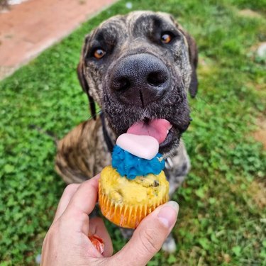 dog eats cupcake