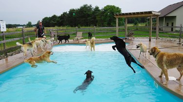 dogs have epic pool party