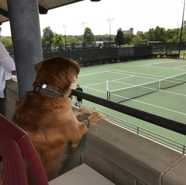 dog watching tennis