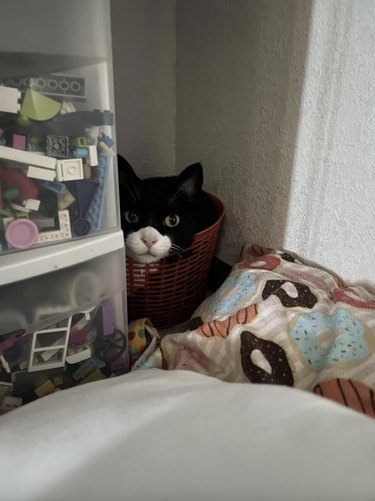 Black and white cat in a basket that is in a room corner.