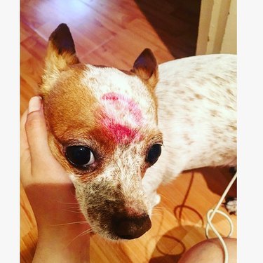 kissprint on dog's forehead
