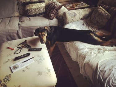 Dog stuck in between a sofa and a foot rest.