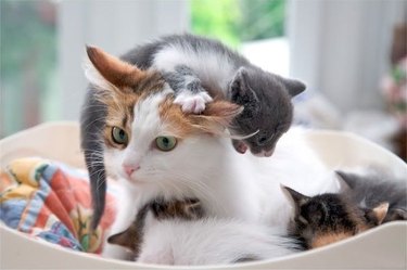 kitten crawling over mom cat